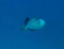 Image of Bicolor Cleaner Wrasse