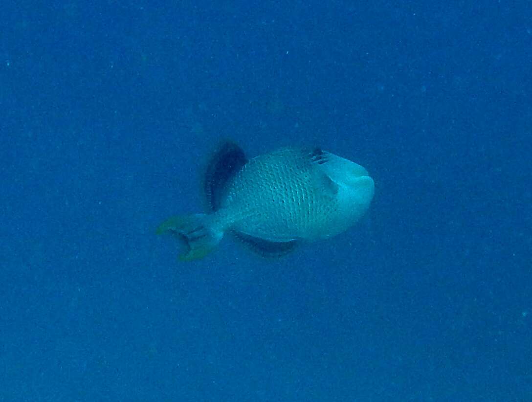 Image of Bicolor Cleaner Wrasse