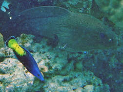 Image of Bicolor Cleaner Wrasse