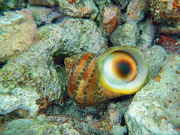 Image of cat's-eye shell