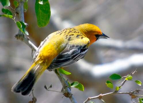 Image de Oriole à dos rayé