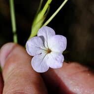 Image of Cycnium tubulosum subsp. tubulosum