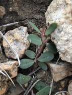 Слика од Euphorbia serrula Engelm.