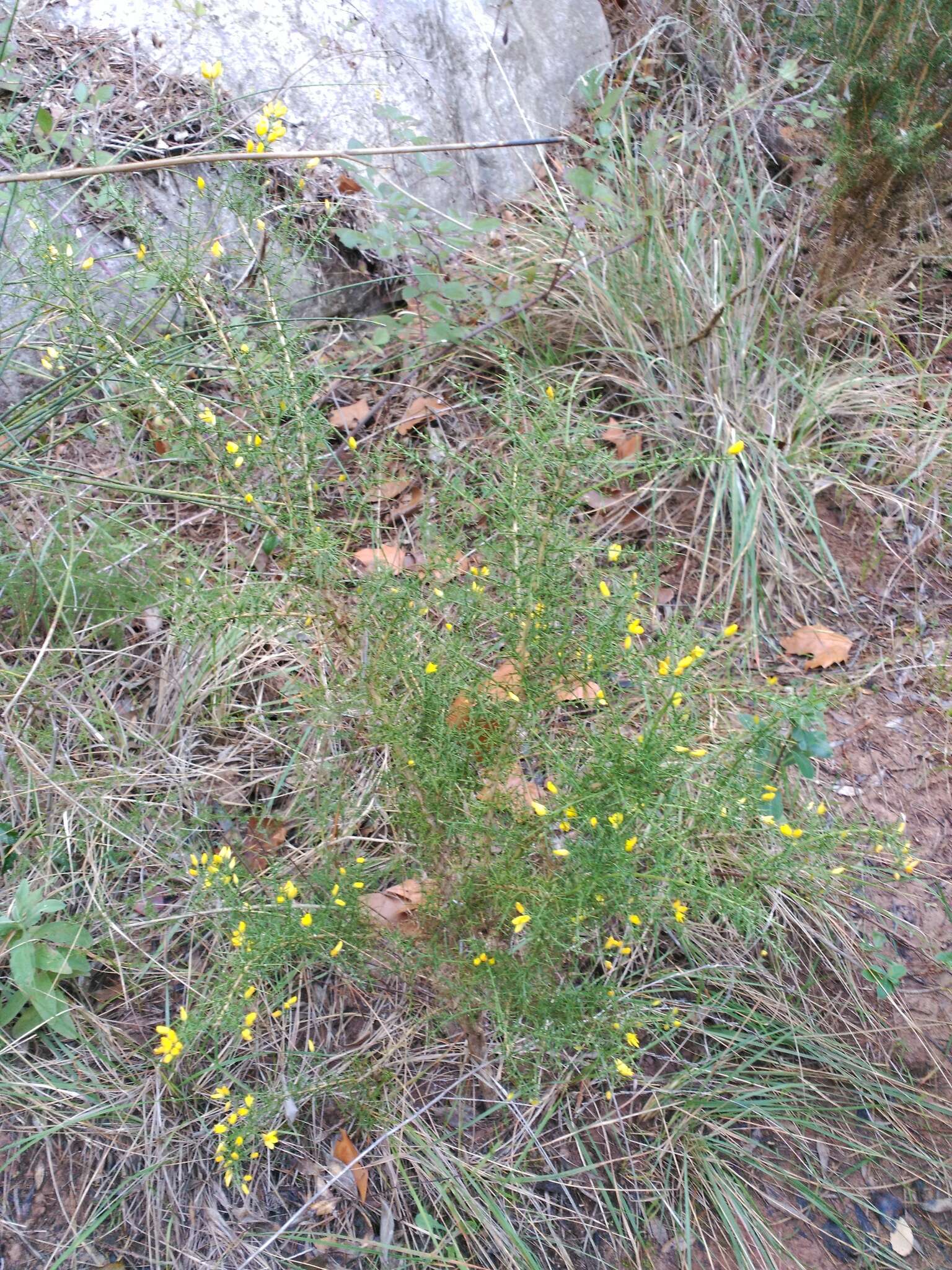 Image of Ulex parviflorus Pourr.