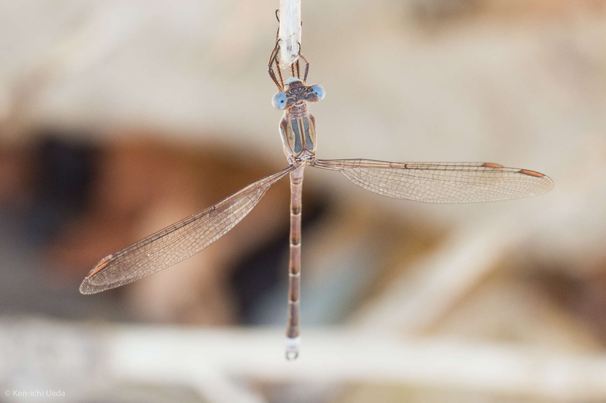 Image of Archilestes californicus McLachlan 1895