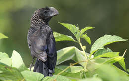 Imagem de Crotophaga Linnaeus 1758