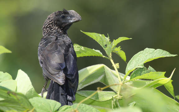 Plancia ëd Crotophaga Linnaeus 1758