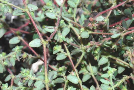 Слика од Euphorbia cozumelensis Millsp.