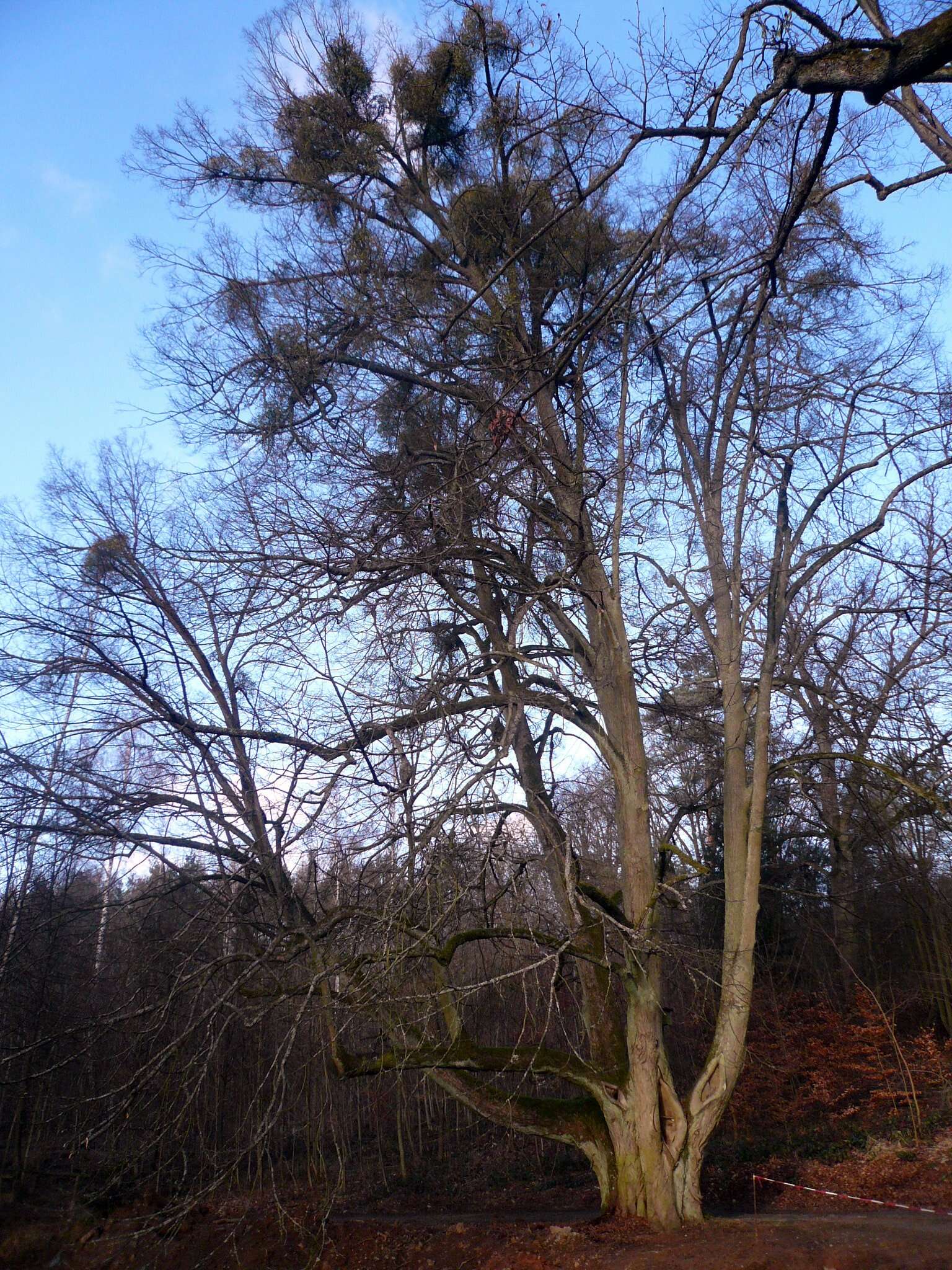 Image of European mistletoe