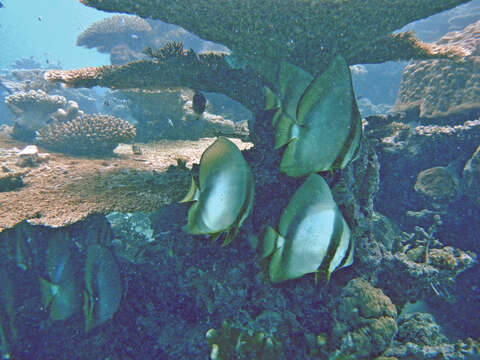 Image of Orbicular batfish