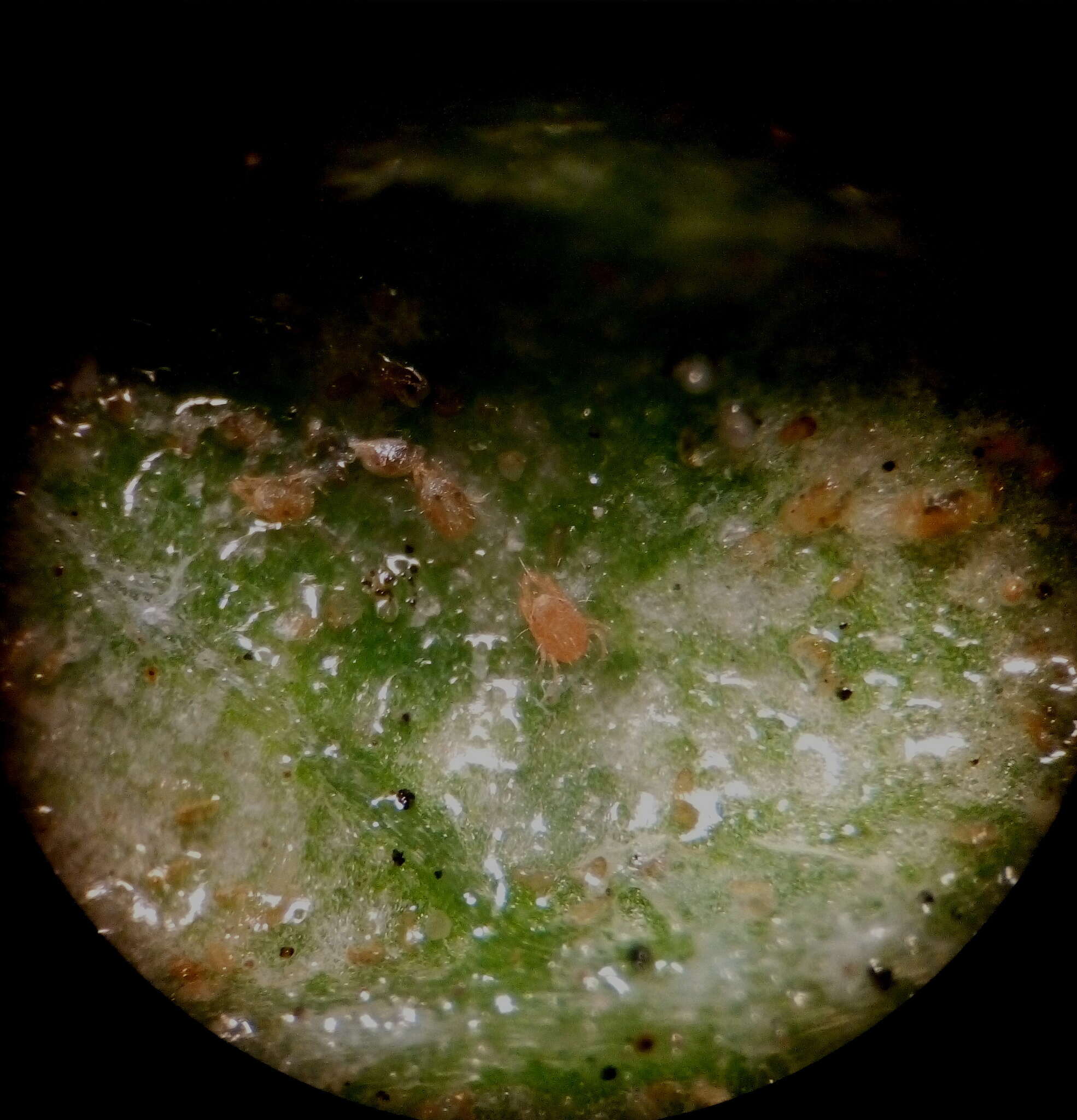 Image of Two-spotted spider mite