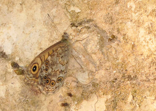 Image of Lasiommata megera