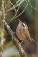 Image of Mountain Wren