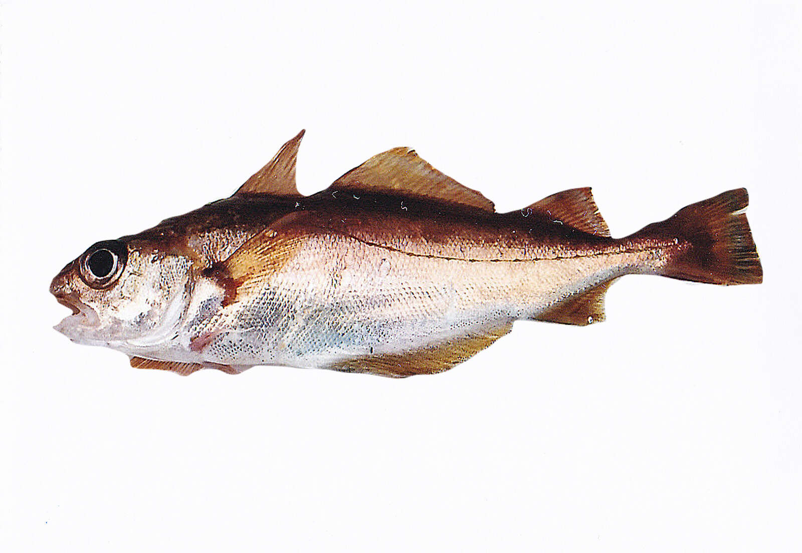 Image of poor cod