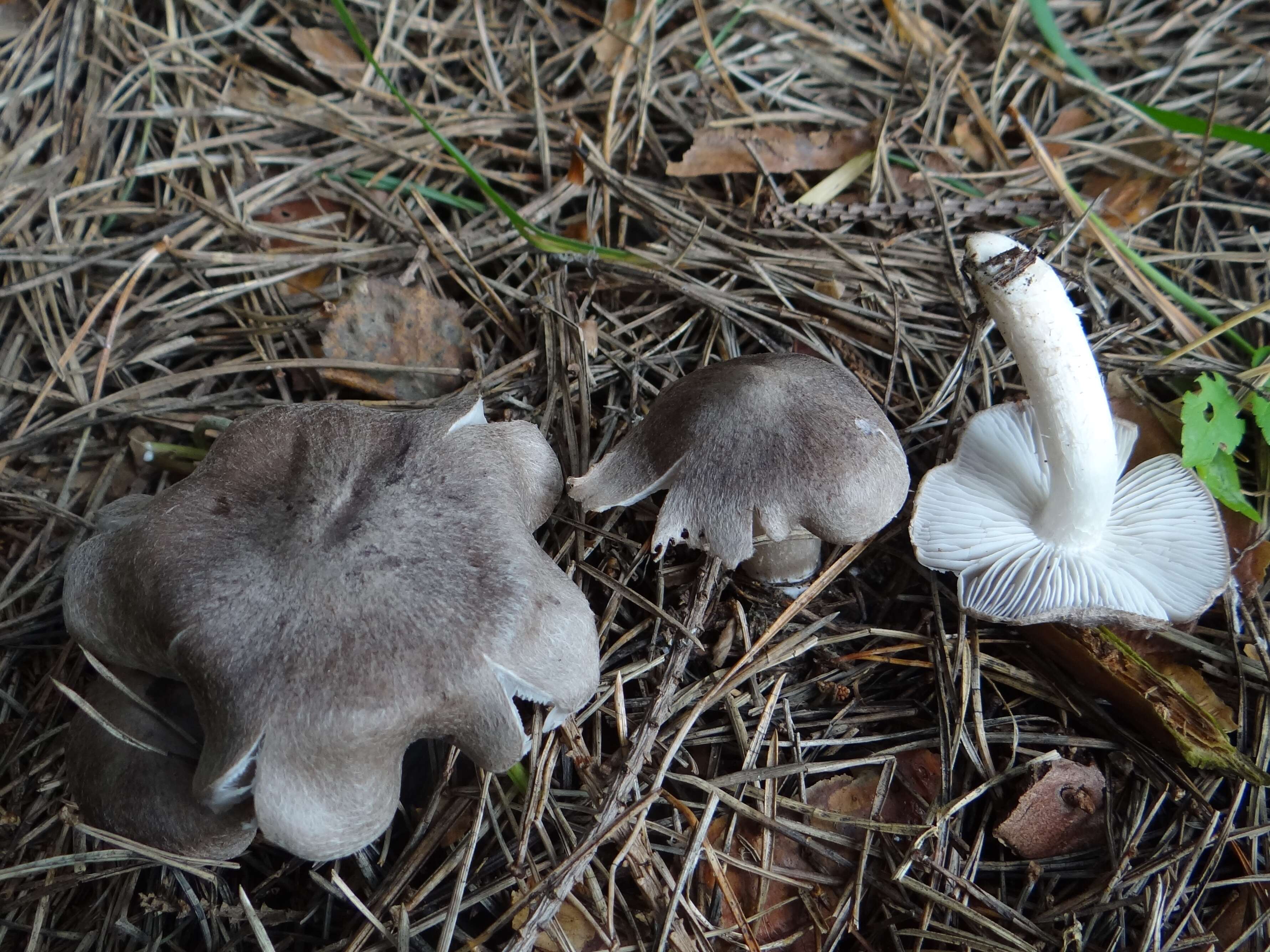 Image of Grey Agaric