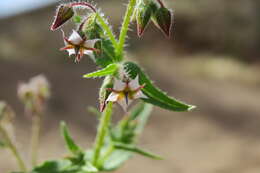 Image de Trichodesma africanum (L.) R. Br.