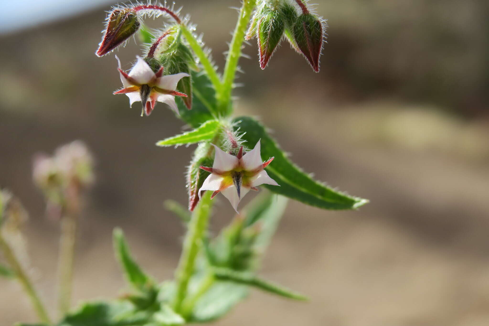 Image de Trichodesma africanum (L.) R. Br.