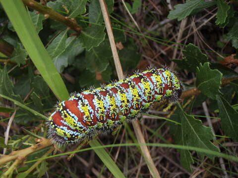 Image of <i>Nudaurelia cytherea</i>