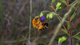 Image of Caupolicana floridana Michener & Deyrup 2004