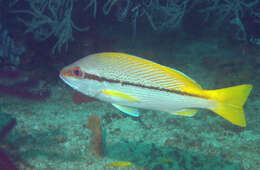 Image of Brownstripe snapper