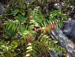 Image of staghorn sumac