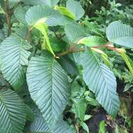 Image of Begonia cooperi C. DC.