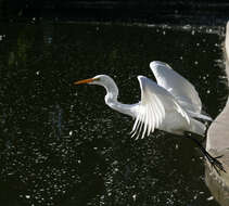 Image of Great Egret