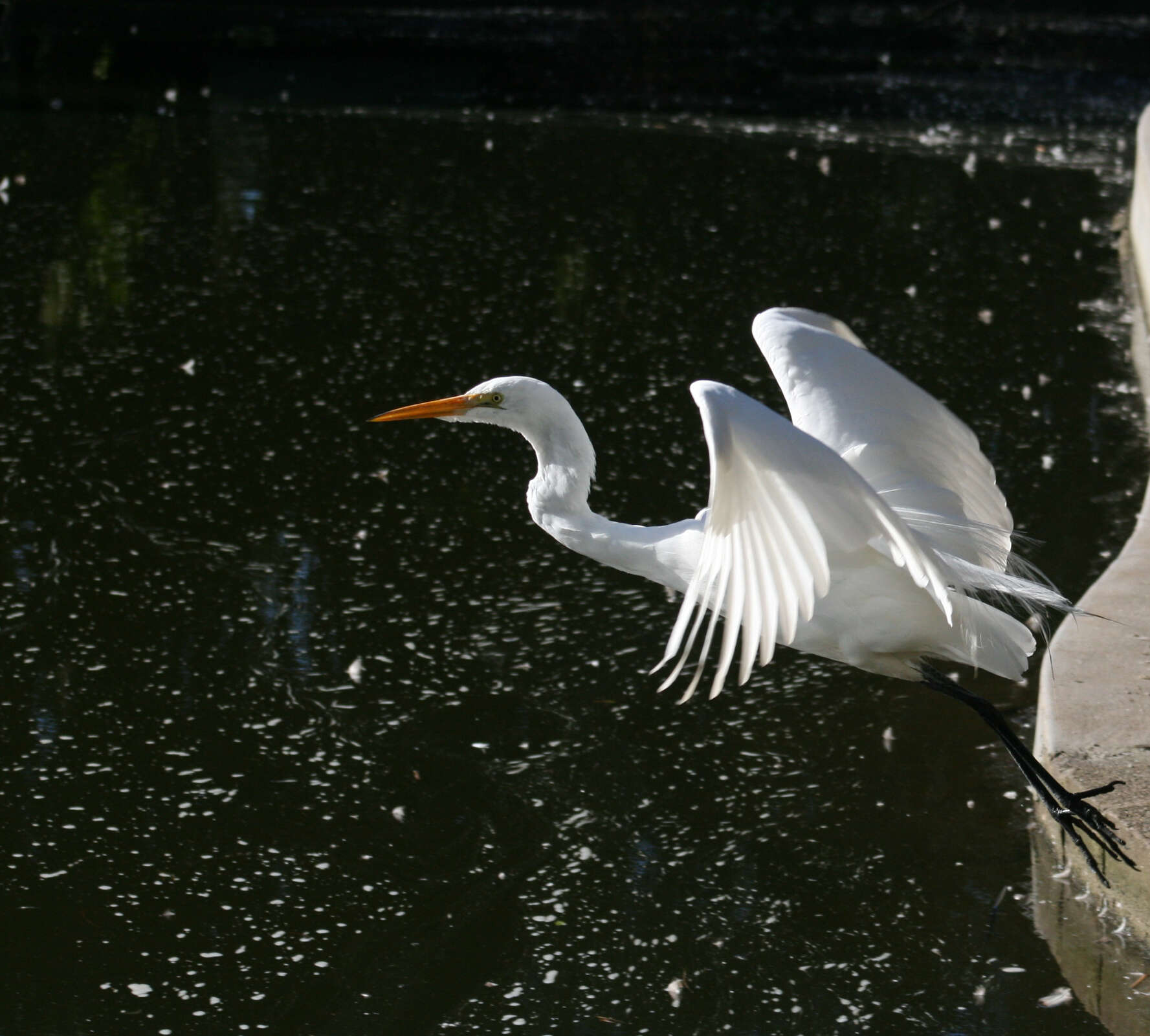 Image of Great Egret