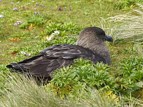 Stercorarius antarcticus lonnbergi (Mathews 1912) resmi