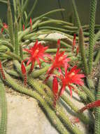 Image of Disocactus martianus (Zucc.) Barthlott