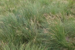 Image of Festuca varia Haenke