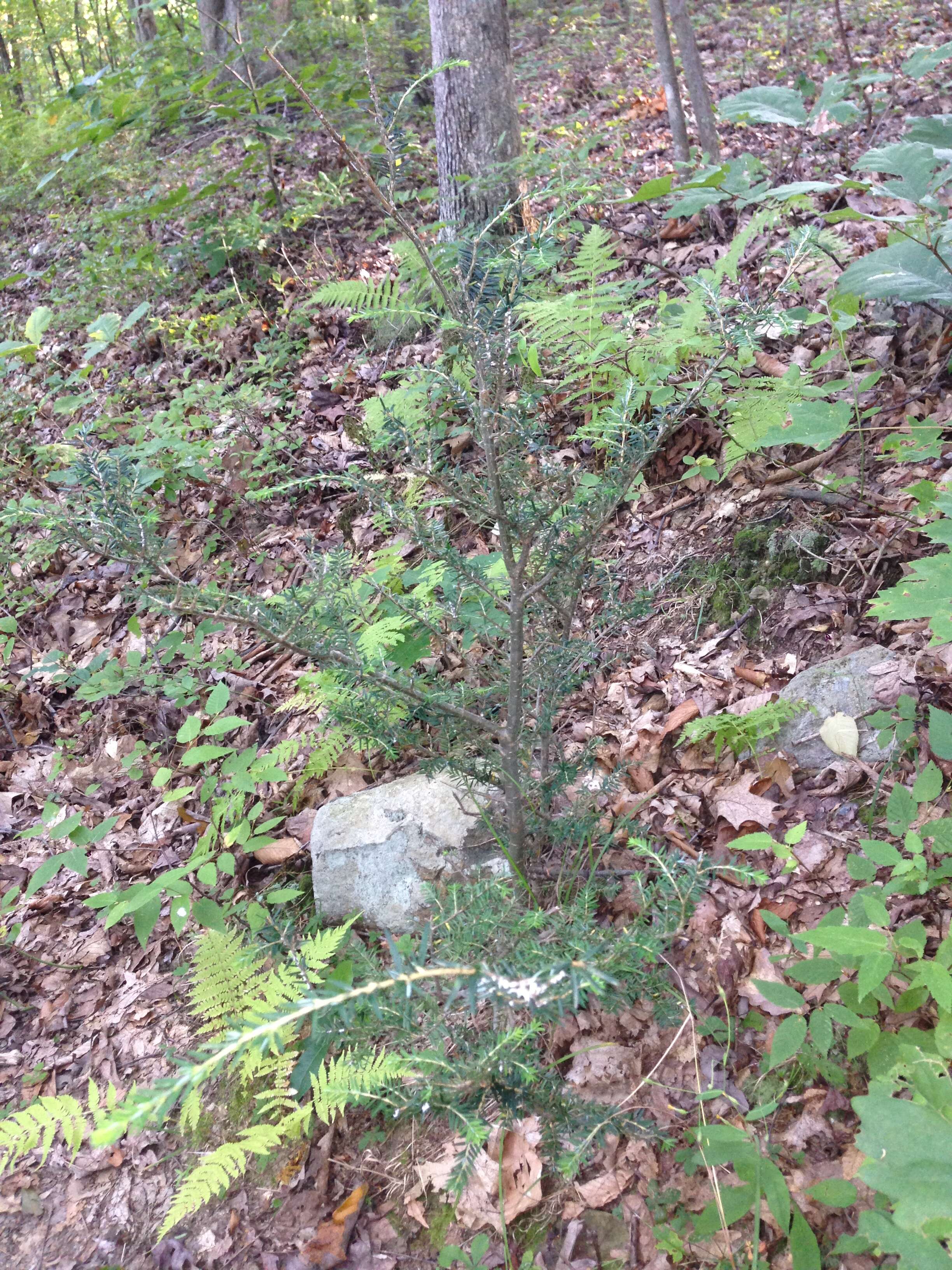 Image of eastern hemlock