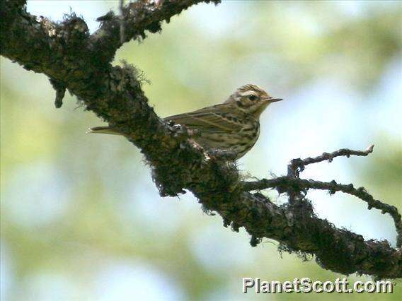 Image of Olive-backed Pipit