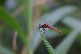 Sympetrum cordulegaster (Selys 1883) resmi