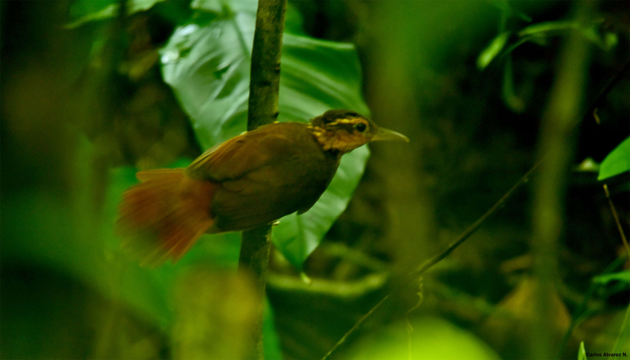 Image of Buff-throated Foliage-gleaner