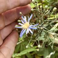 Image of wavyleaf aster