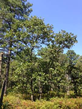 Image of Bear Oak