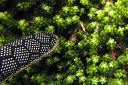 Image of Polycera maddoxi M. C. Miller 2005