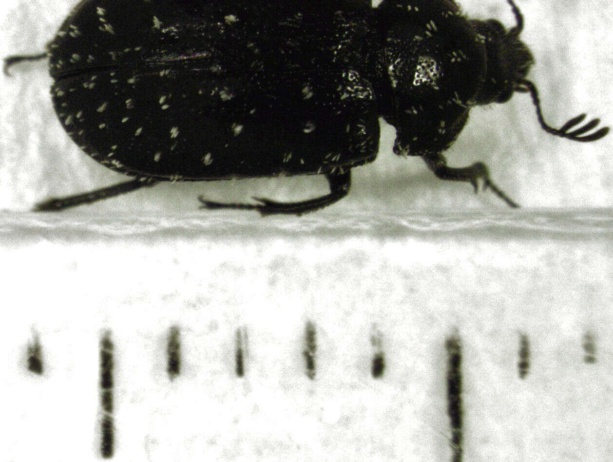 Image of Mitophyllus macrocerus (Broun 1886)