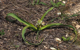 Image of Common Roman Squill