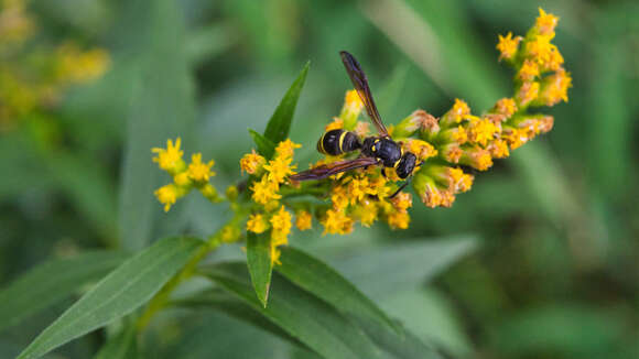 Image of Ancistrocerus antilope (Panzer 1789)