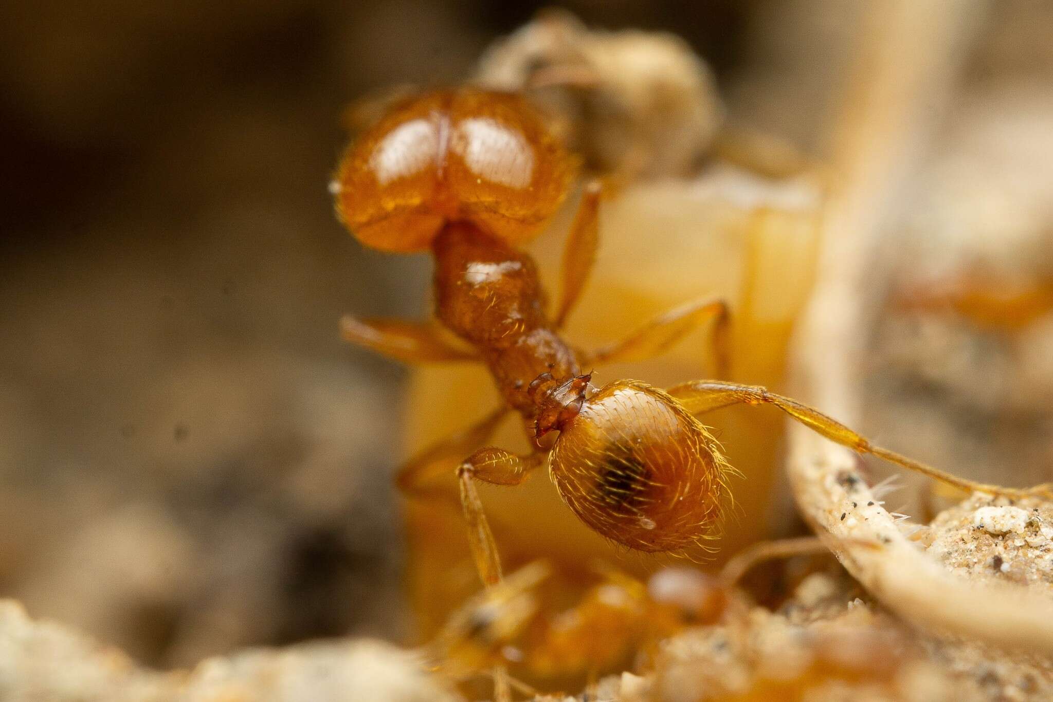 Image of Pheidole spadonia Wheeler 1915