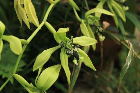 Image de Bracisepalum