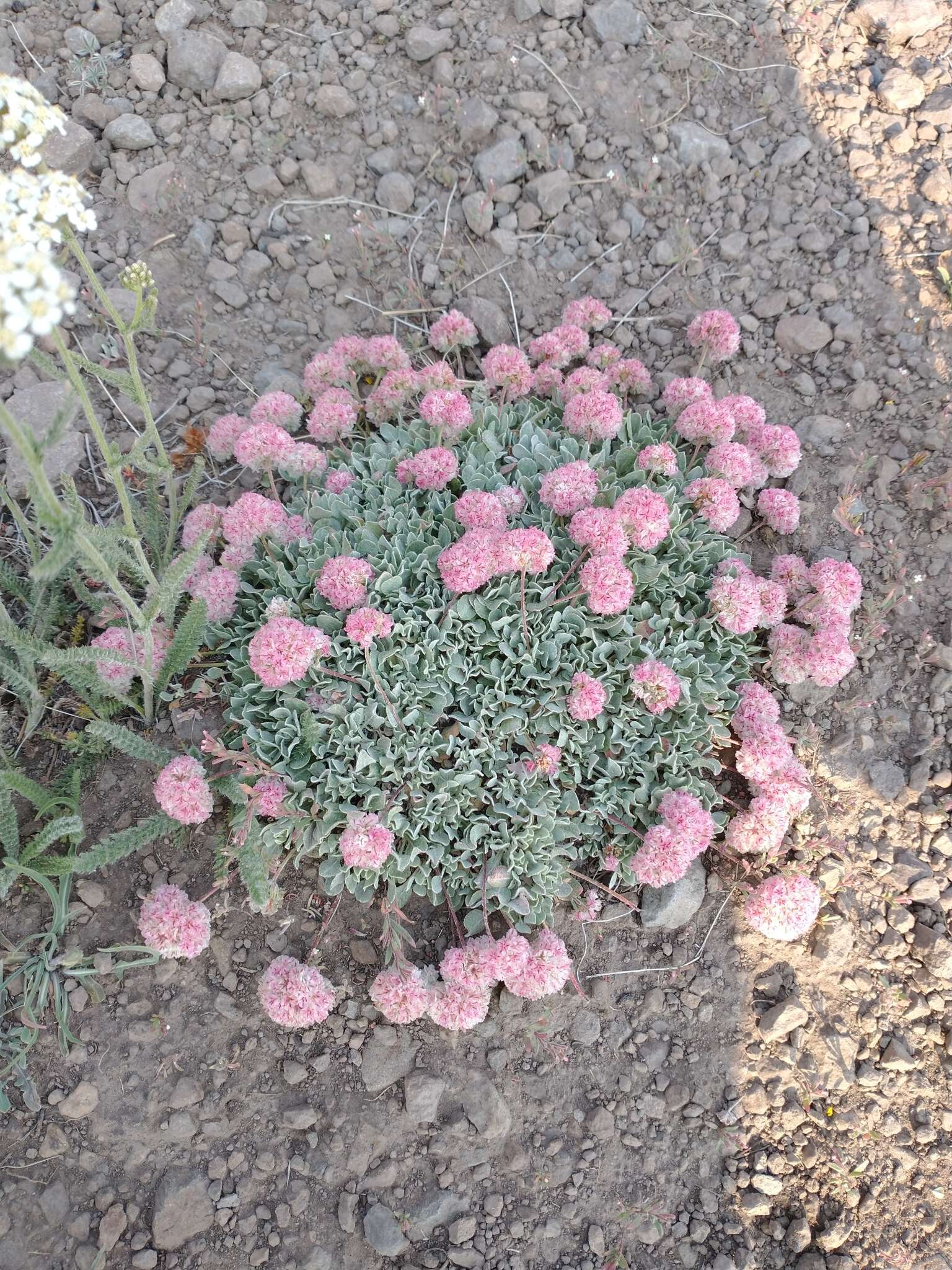 Image of Steens Mountain cushion buckwheat