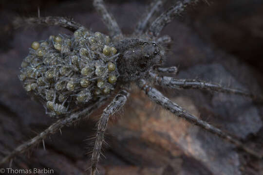 Image of Pardosa lowriei Kronestedt 1975