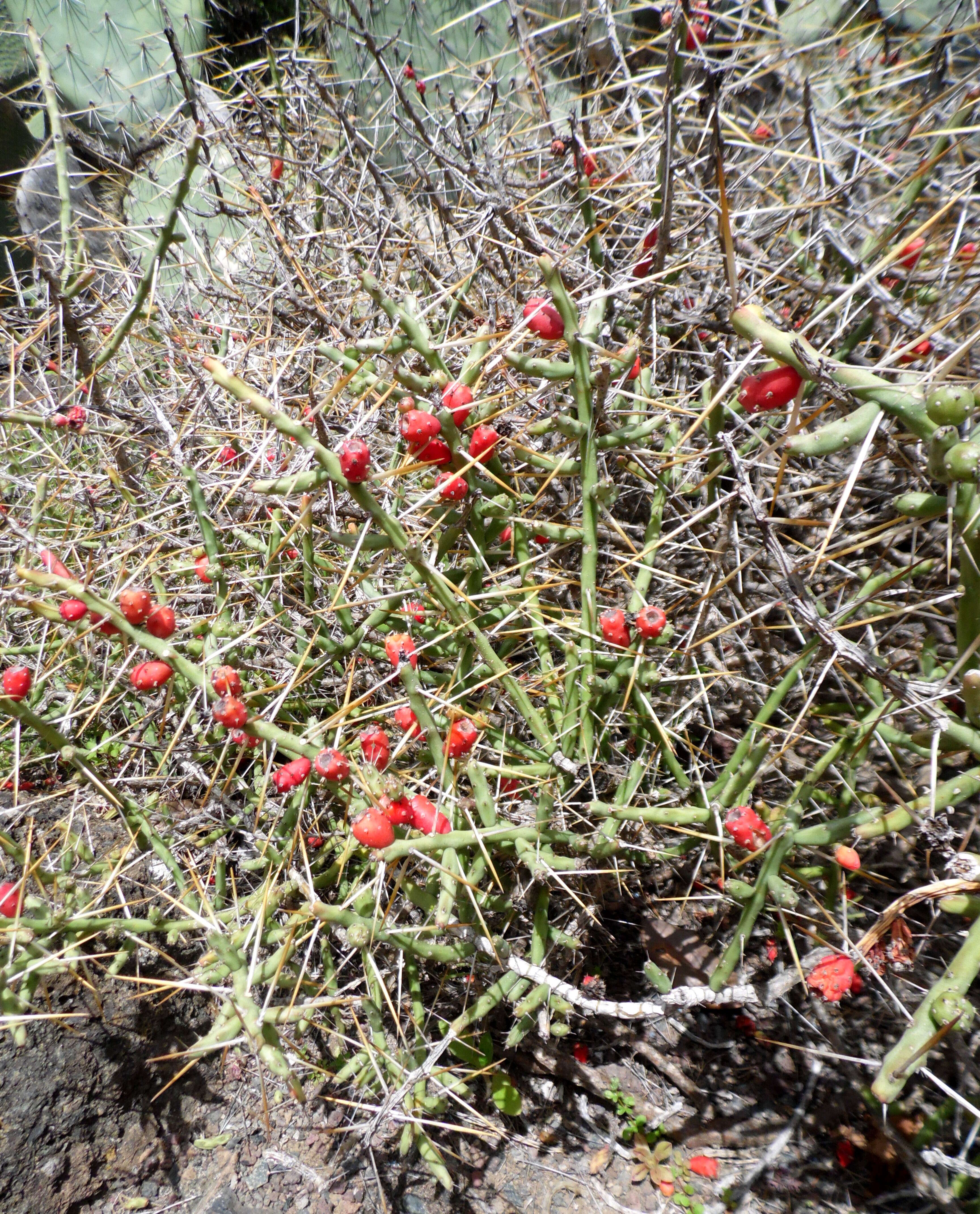 Image de Cylindropuntia leptocaulis (DC.) F. M. Knuth