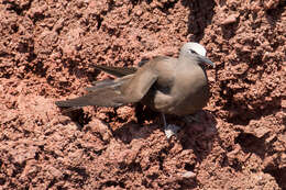 صورة Anous stolidus galapagensis Sharpe 1879