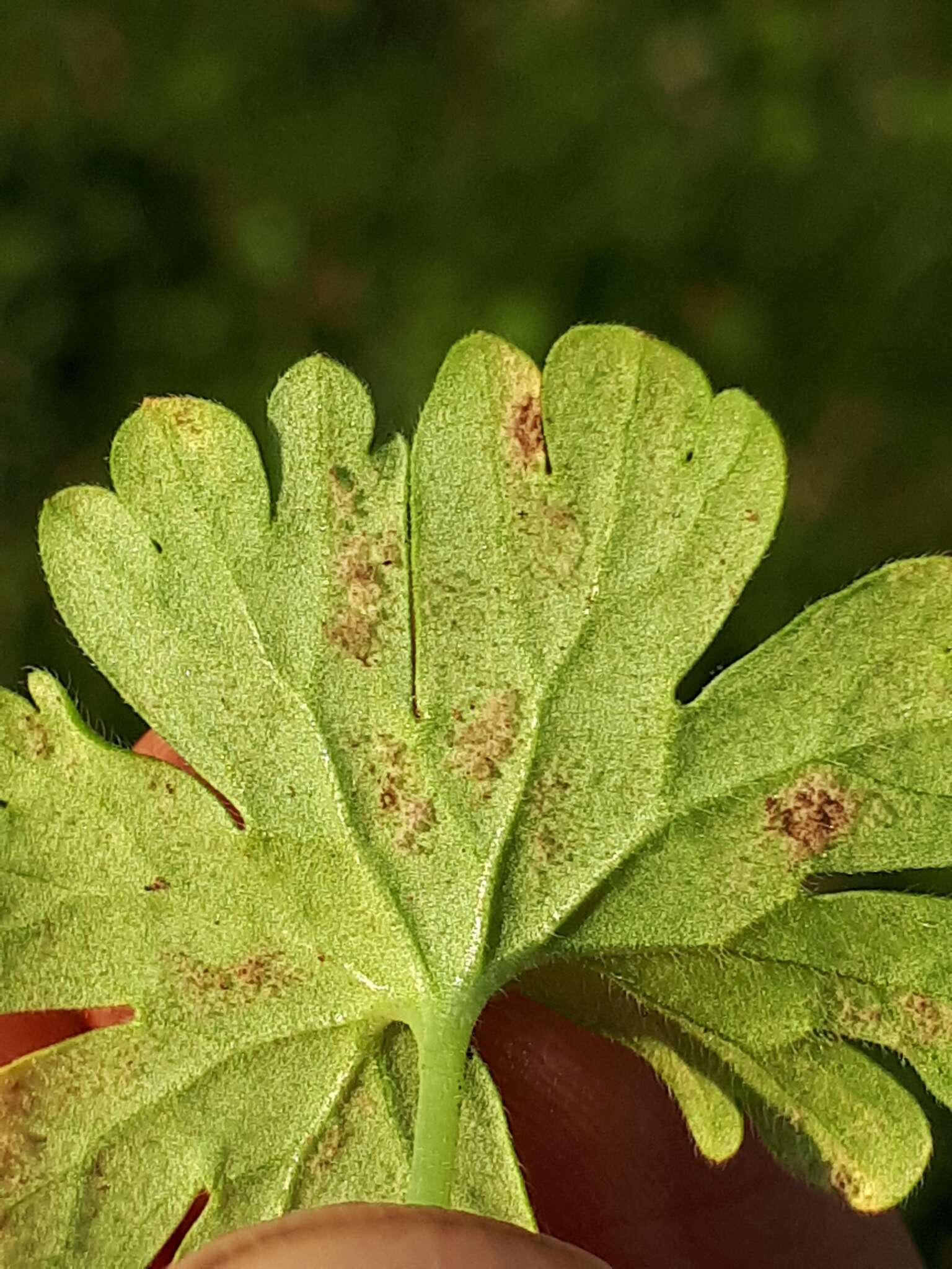 Imagem de Peronospora conglomerata