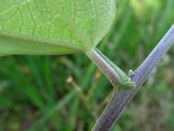 Image of Passiflora urbaniana Killip