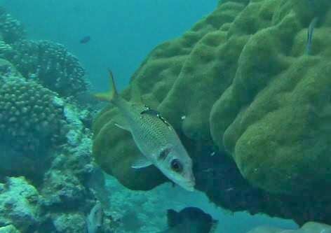 Image of Blackfin Squirrelfish